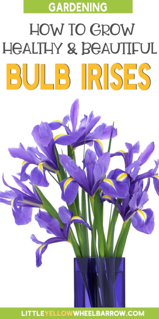 How Deep To Plant Iris Bulbs (Bulbous Irises)