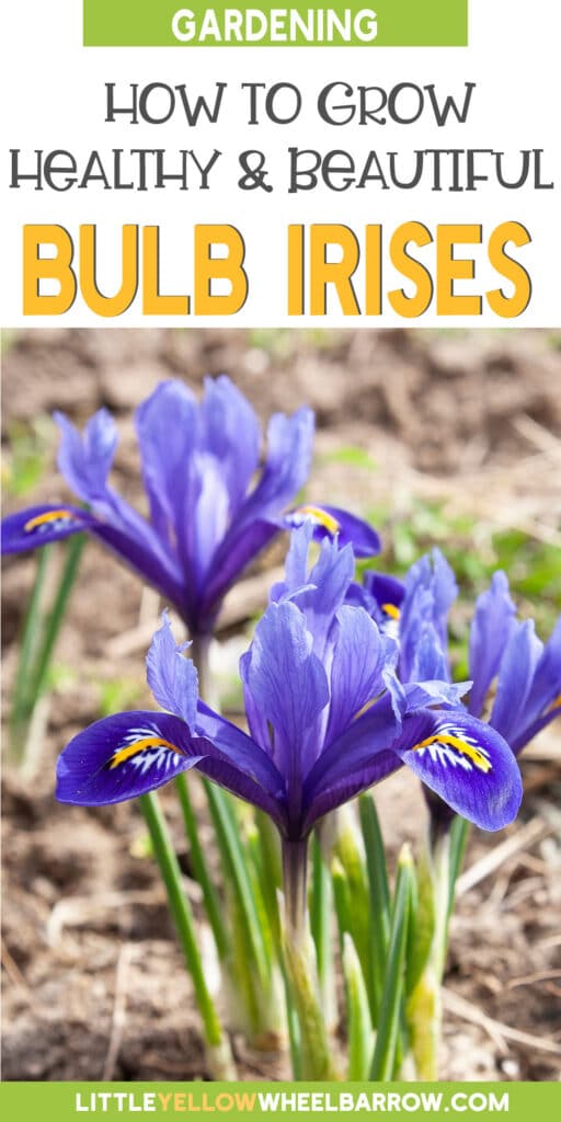 How Deep To Plant Iris Bulbs (Bulbous Irises)