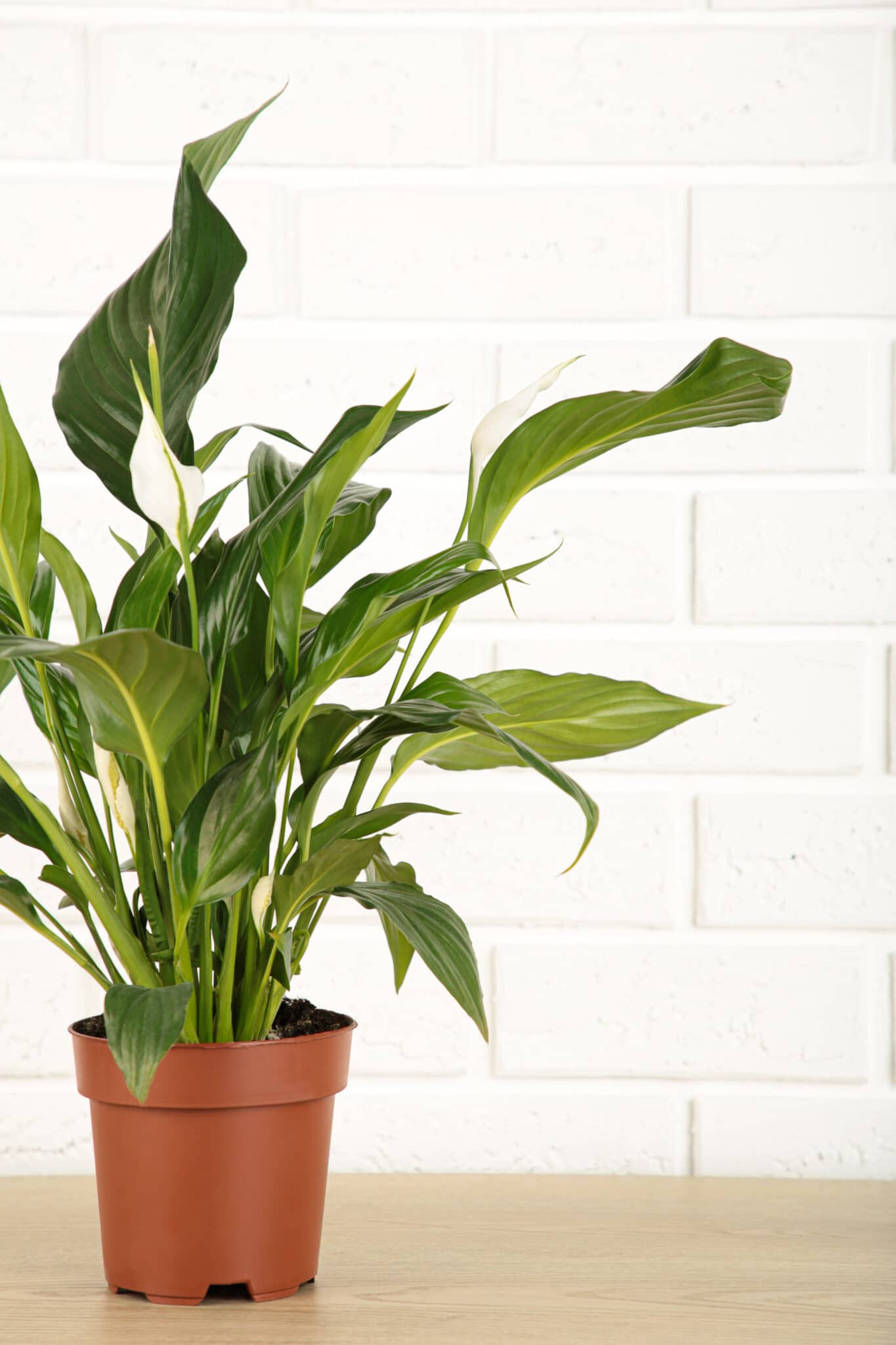 A healthy dark green peach lily with glossy leaves resting on a countertop. 