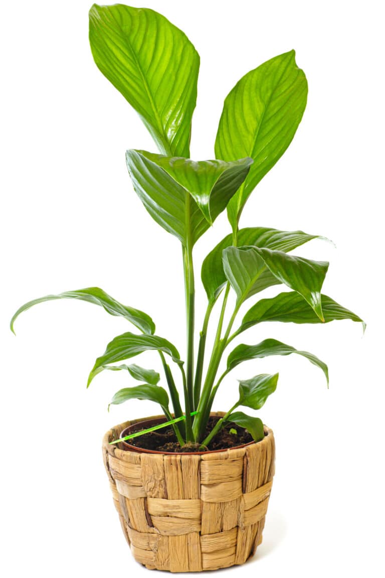 How To Care For My Peace Lily to Keep it Happy and Healthy