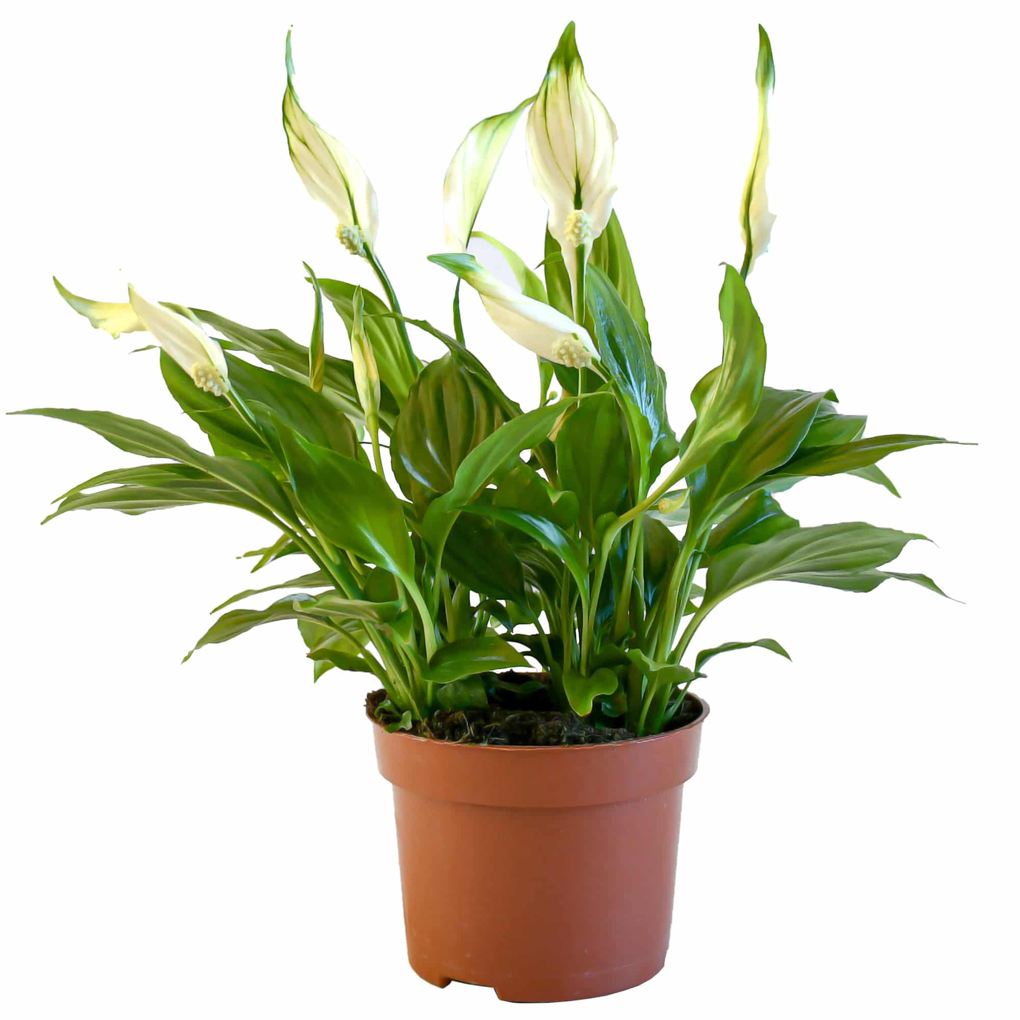 A healthy blooming peace lily plant in a terracotta colored pot against a bright white background. 