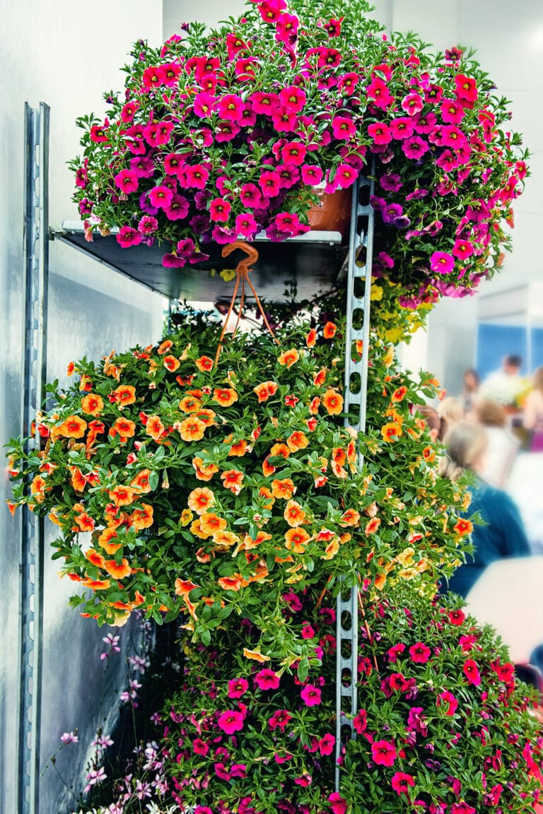 Petunia Hanging Basket Care How to Grow Enviable Displays!