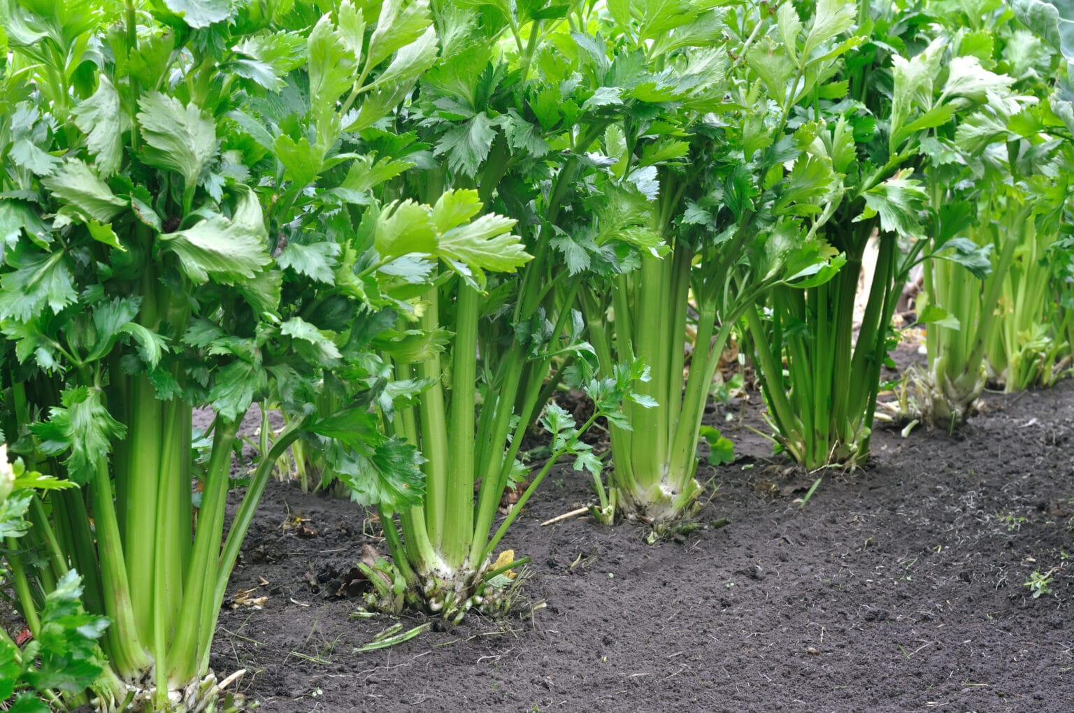 A Guide to the Best Companion Plants for Celery