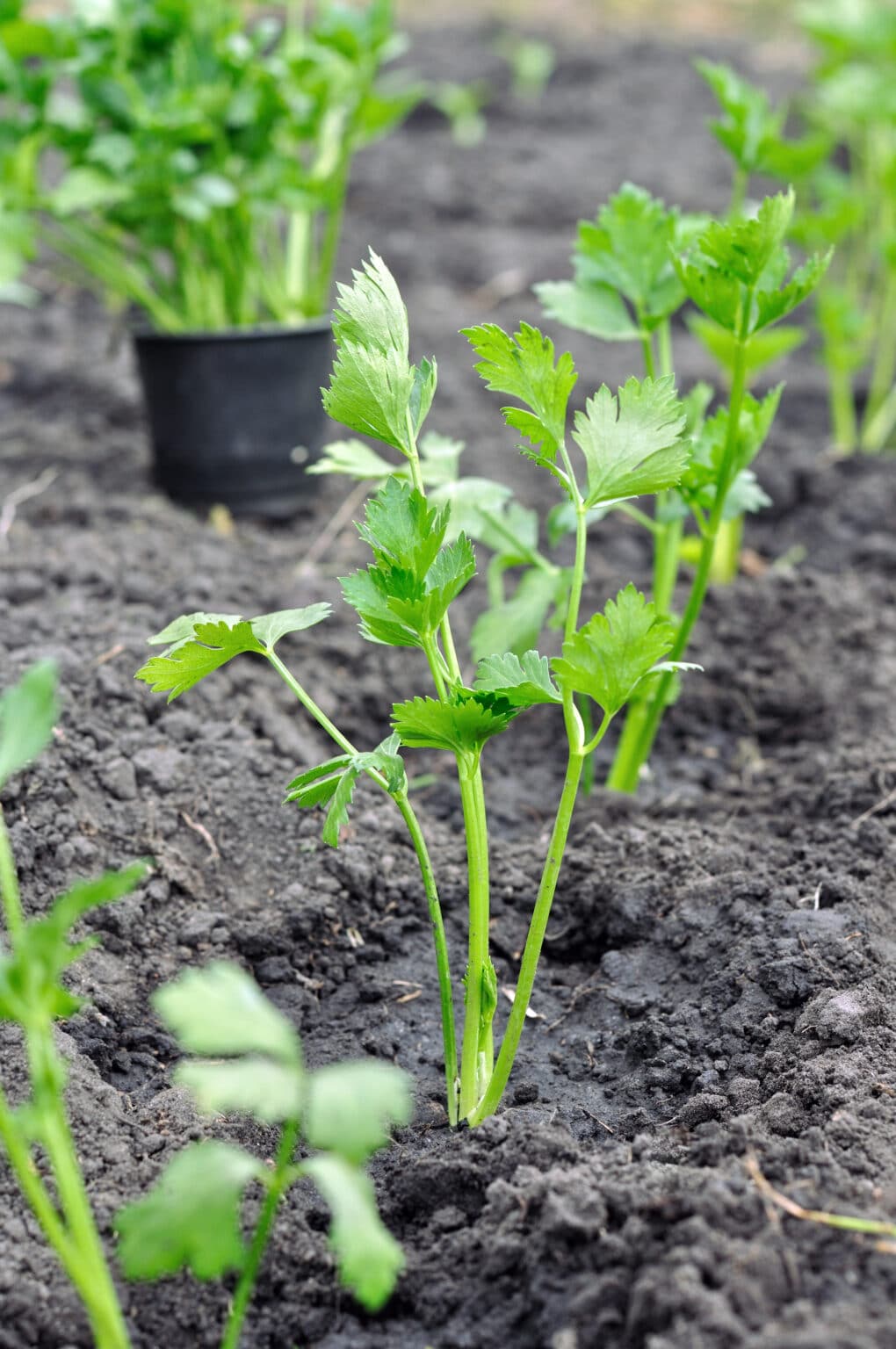 A Guide to the Best Companion Plants for Celery
