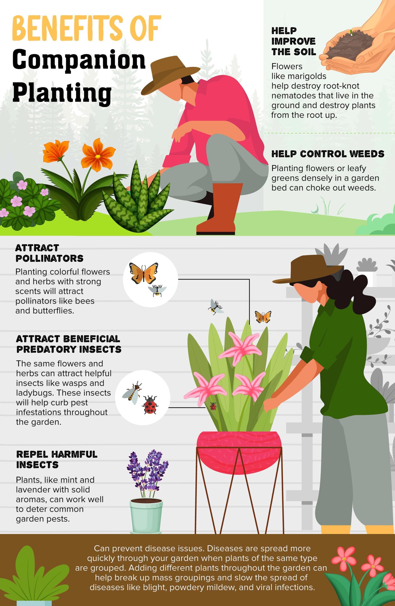 Image of Chart of companion plants that attract beneficial insects and repel pests