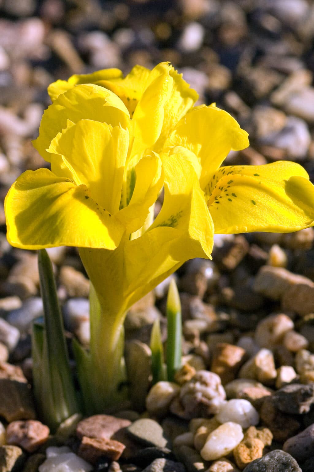 How Deep To Plant Iris Bulbs (Bulbous Irises)