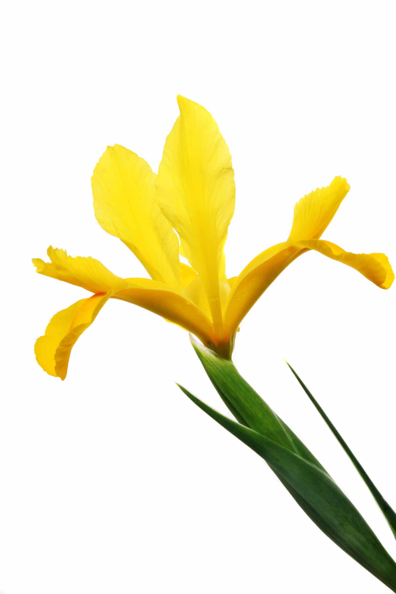 How Deep To Plant Iris Bulbs (Bulbous Irises)