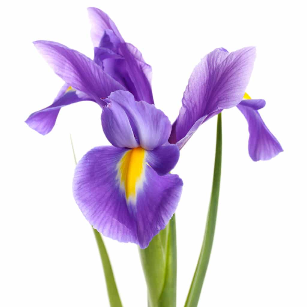 How Deep To Plant Iris Bulbs (Bulbous Irises)