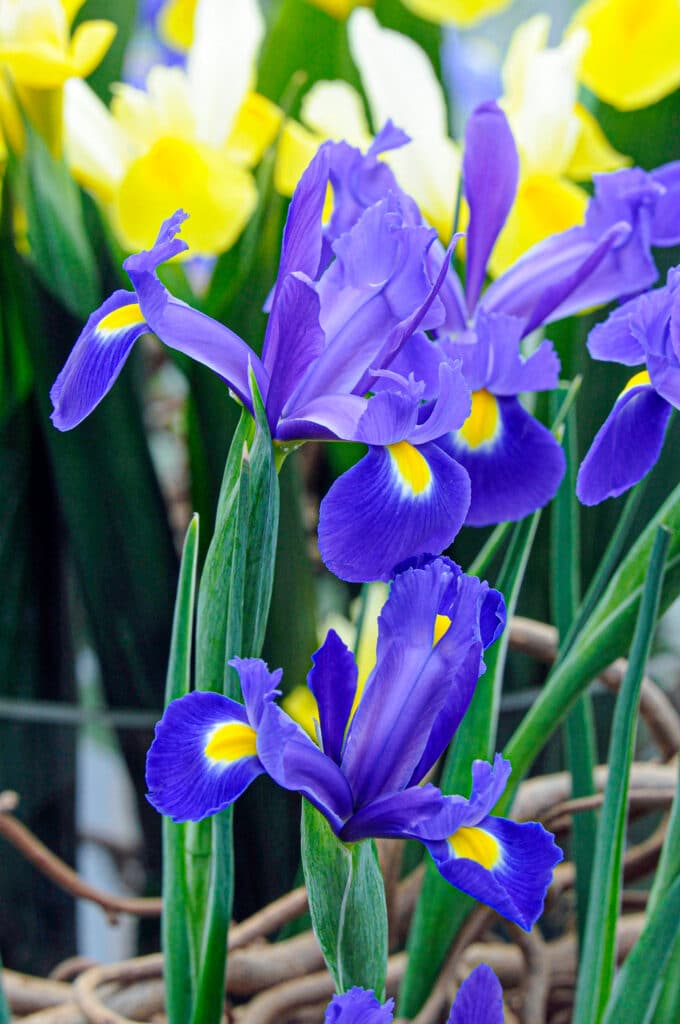 How Deep To Plant Iris Bulbs (Bulbous Irises)