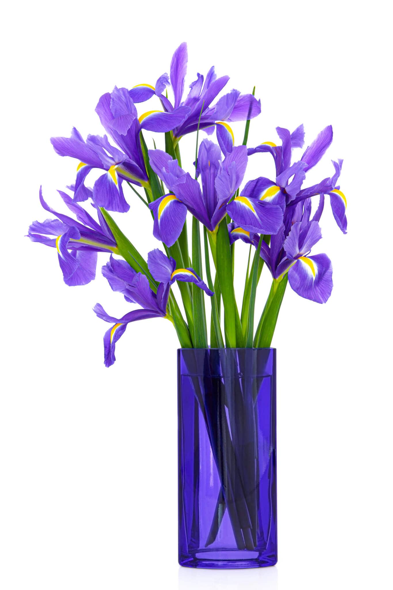 Iris flower arrangement in a blue glass vase isolated over white background.