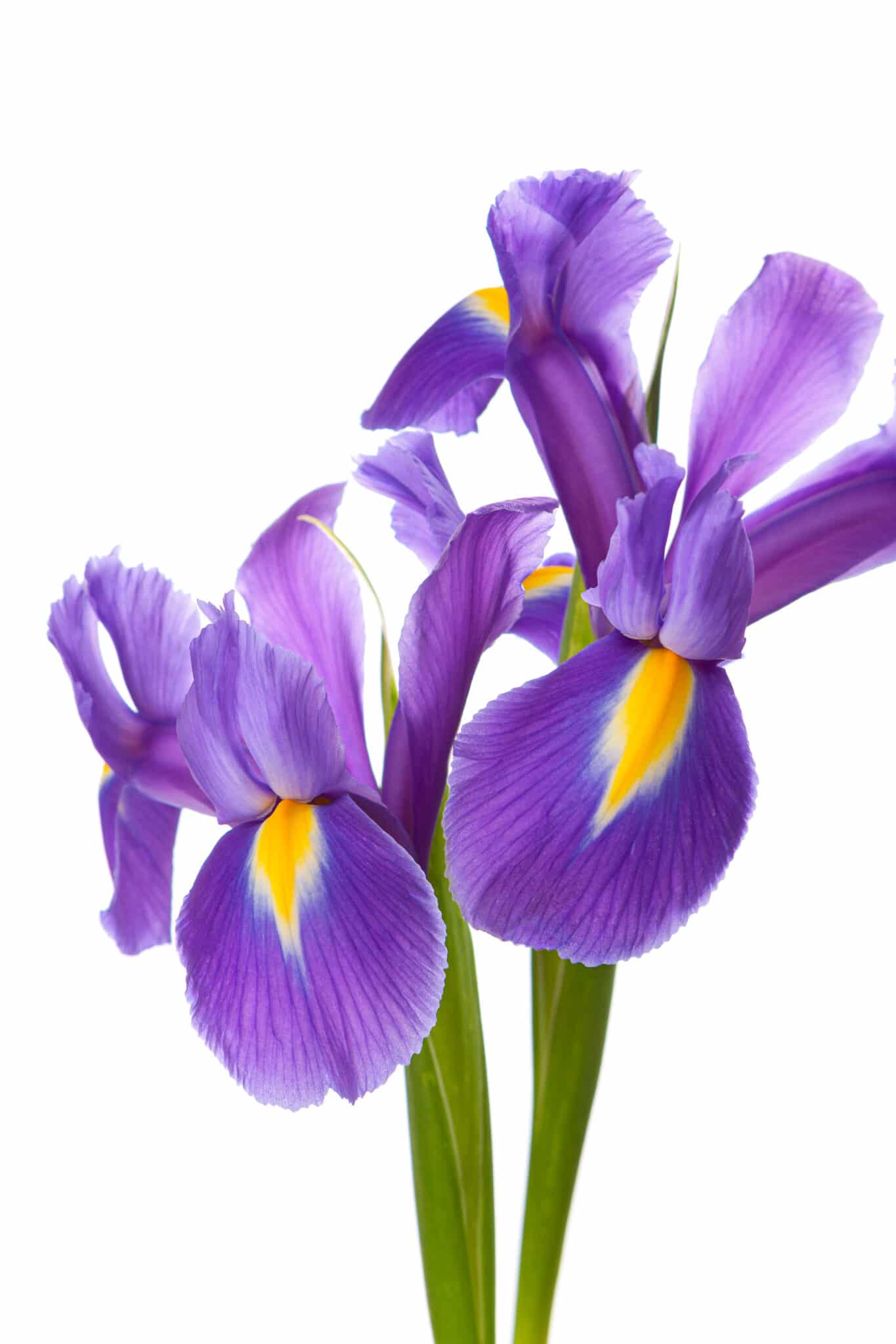 How Deep To Plant Iris Bulbs (Bulbous Irises)