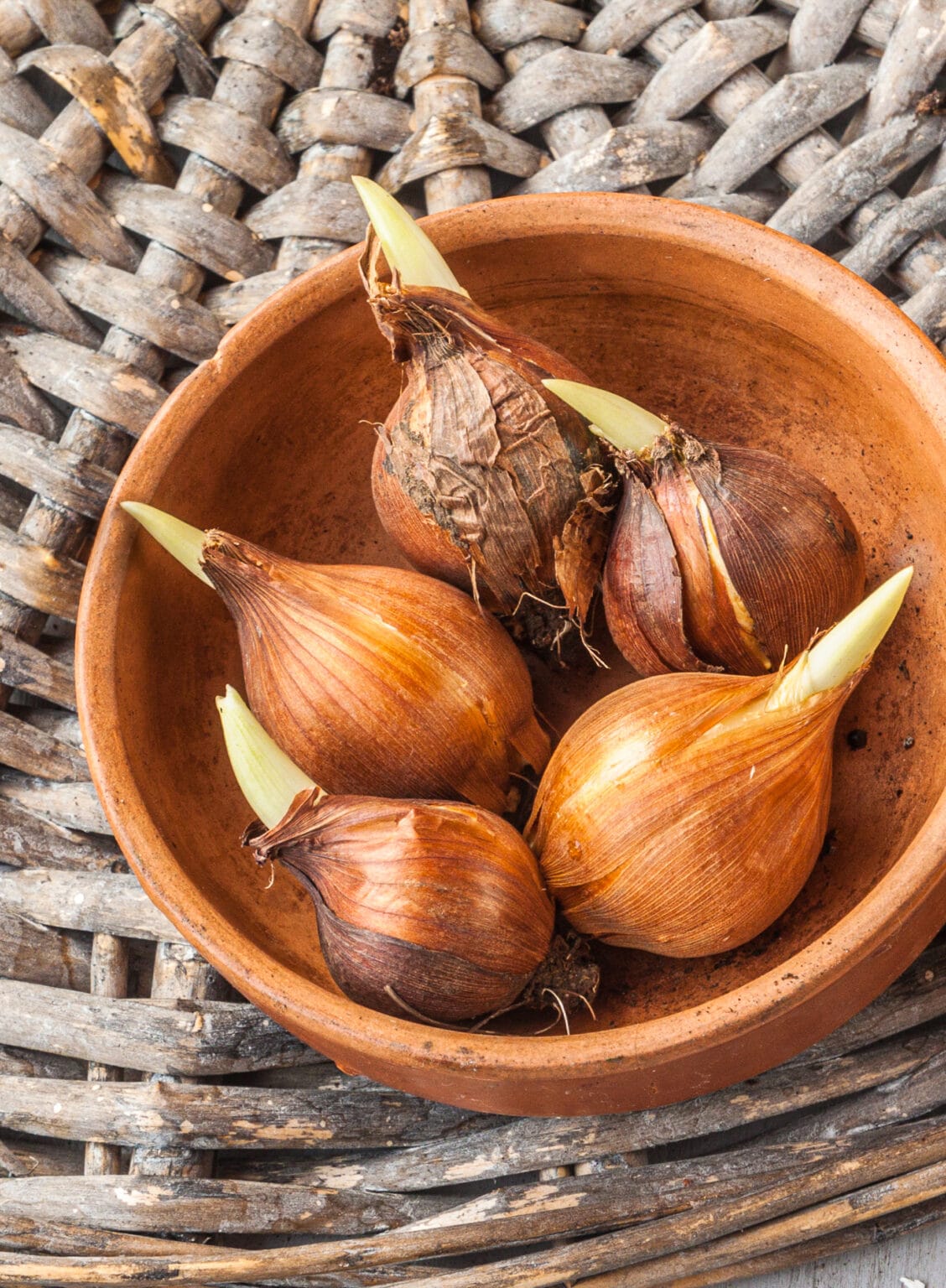 How Deep To Plant Iris Bulbs (Bulbous Irises)