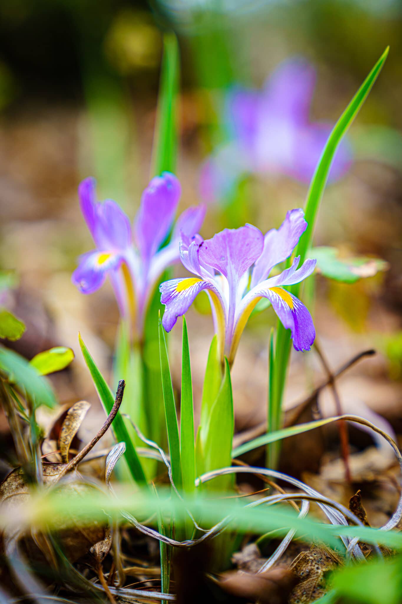 How Deep To Plant Iris Bulbs (Bulbous Irises)