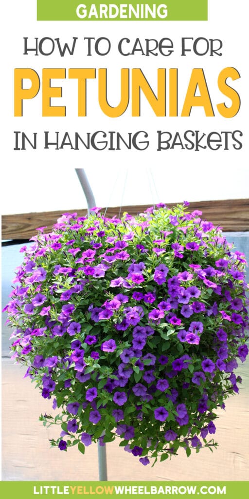 Petunia Hanging Basket Care How to Grow Enviable Displays!