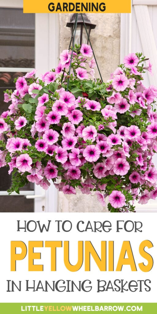 Petunia Hanging Basket Care How to Grow Enviable Displays!