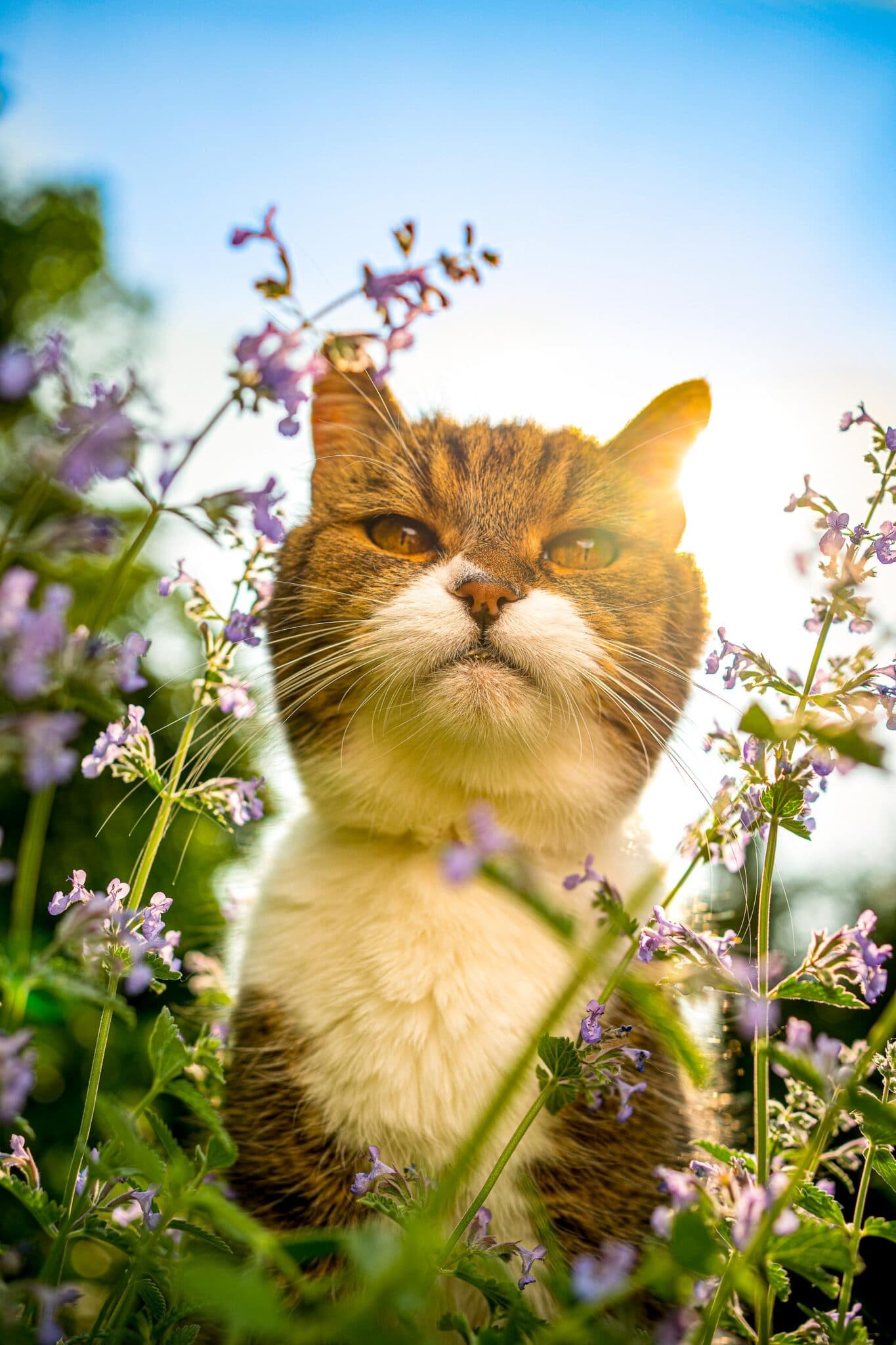 Tabby white cat amid blossoming catnip plant outdoors in sunlight looking at camera.