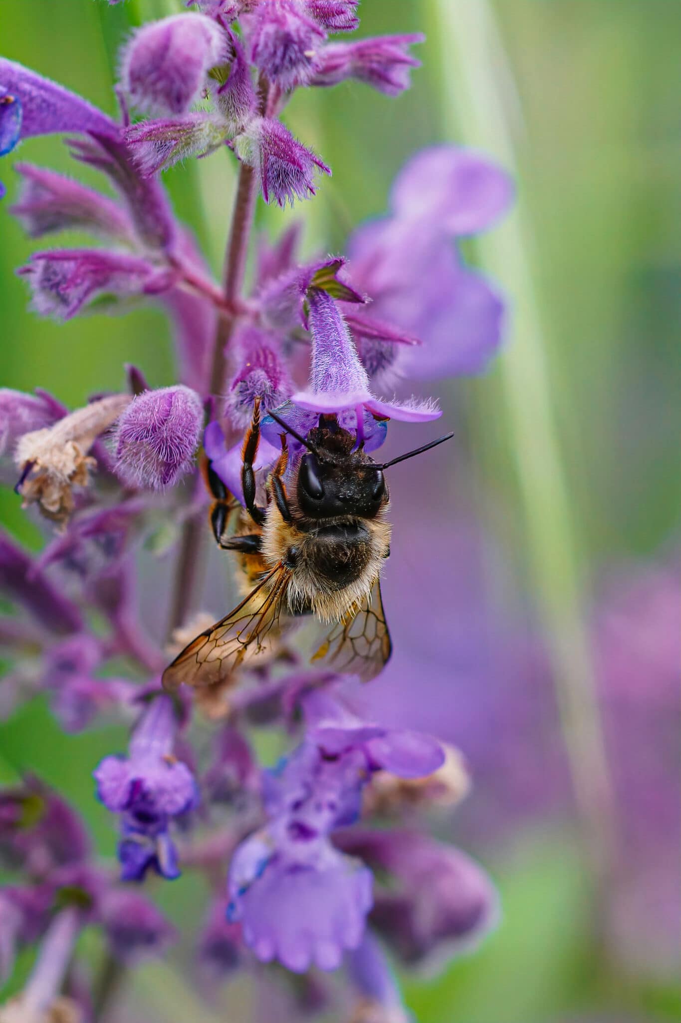 A female red mason bee enjoying the nectar from the purple flowers of a catmint plant.