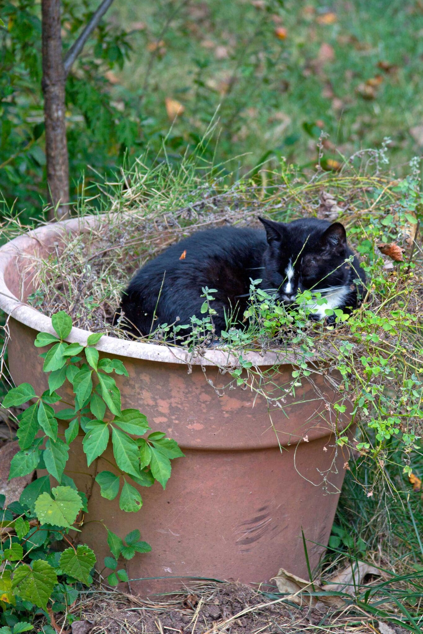 A beautiful and intoxicated black and white cat chills out in a large pot of catnip.