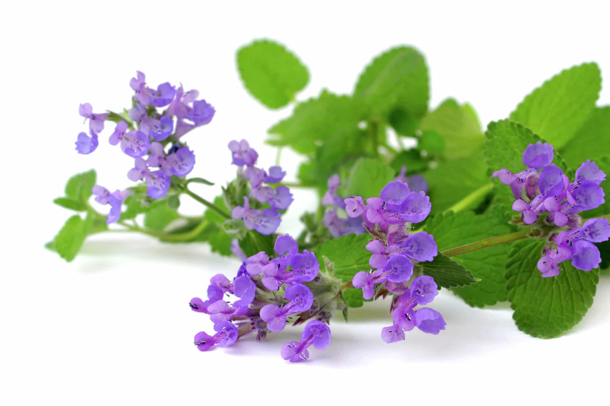 A freshly picked stem pf bloomed catnip with delicate purple flowers and bright green foliage against a bright white background.