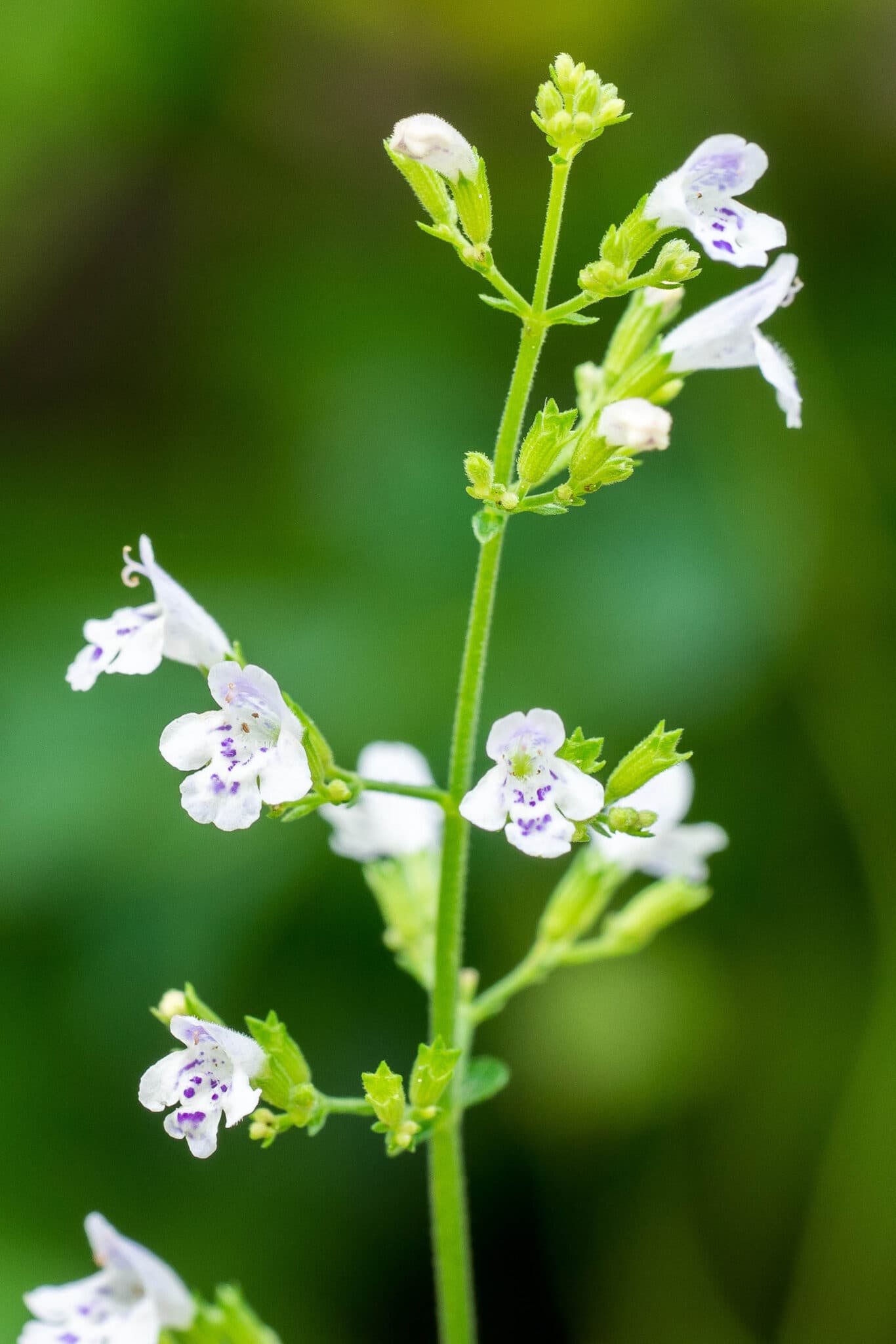 A close up picture of catmint. The blossoms are delicate and white with purple dots.