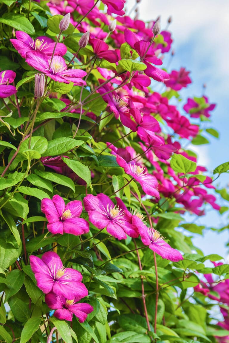 How to Grow Clematis And Keep it Coming Back