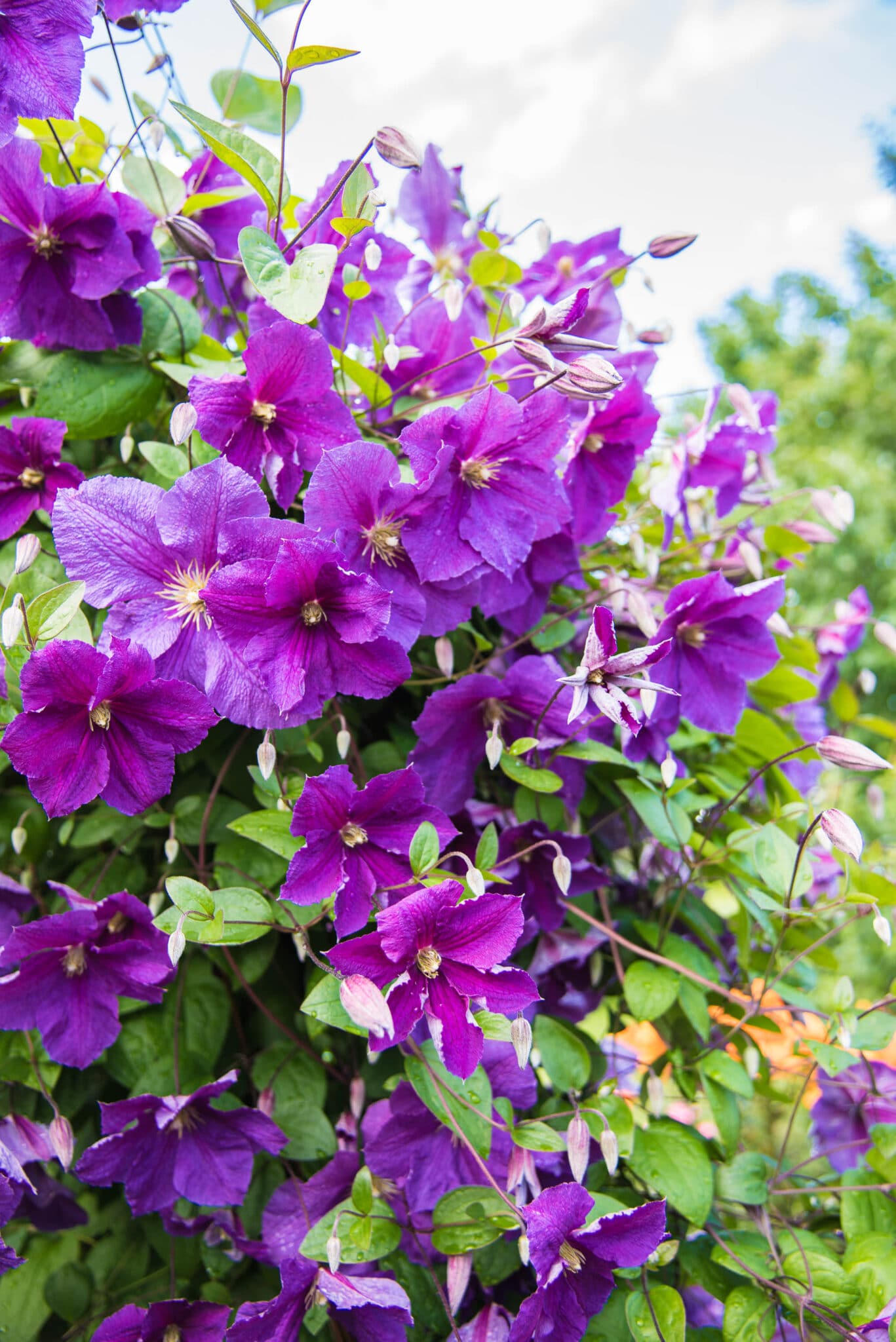 Beautiful bright purple clematis growing up a trellis after a rain fall.
