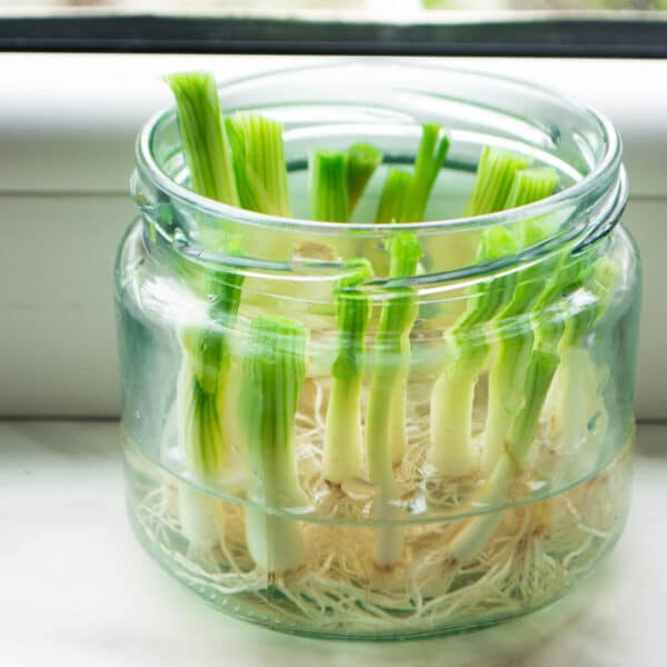 How To Grow Green Onions In Containers