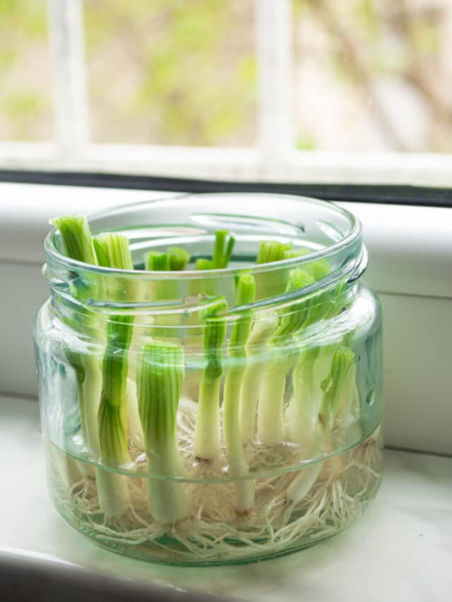 How To Grow Green Onions In Containers