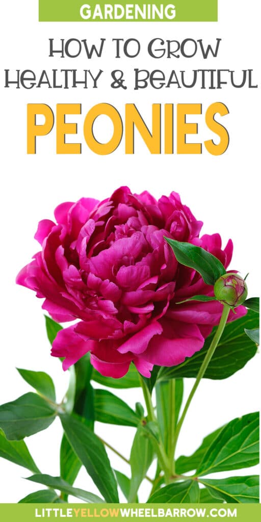 How to Plant Peony Roots in Spring (You can!)