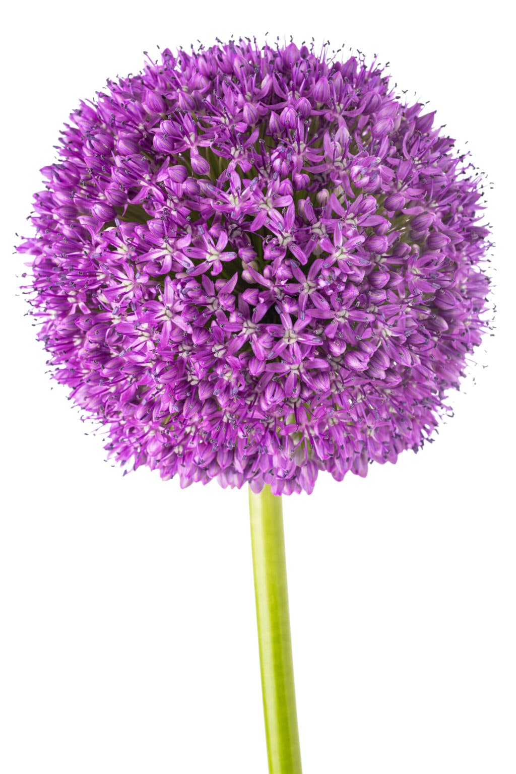 How Late Can you Plant Allium Bulbs?