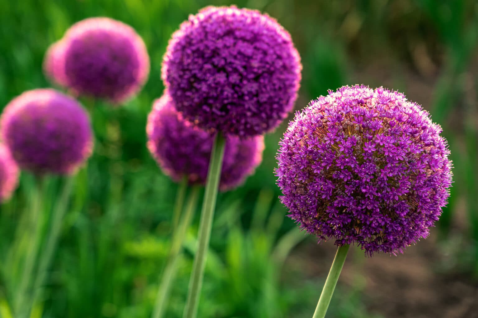 How Late Can you Plant Allium Bulbs?