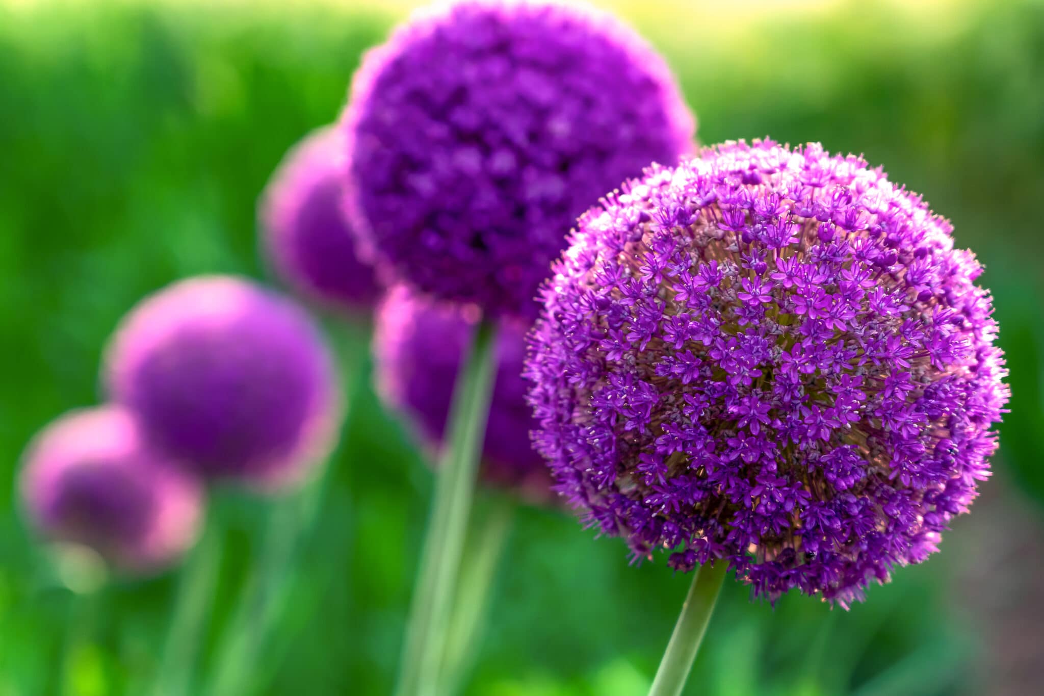 How Late Can you Plant Allium Bulbs?