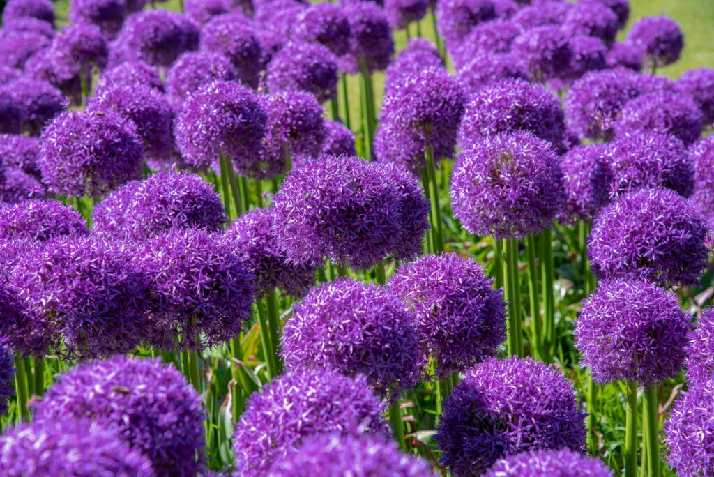 How Late Can you Plant Allium Bulbs?