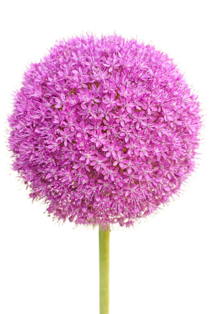 How Late Can you Plant Allium Bulbs?