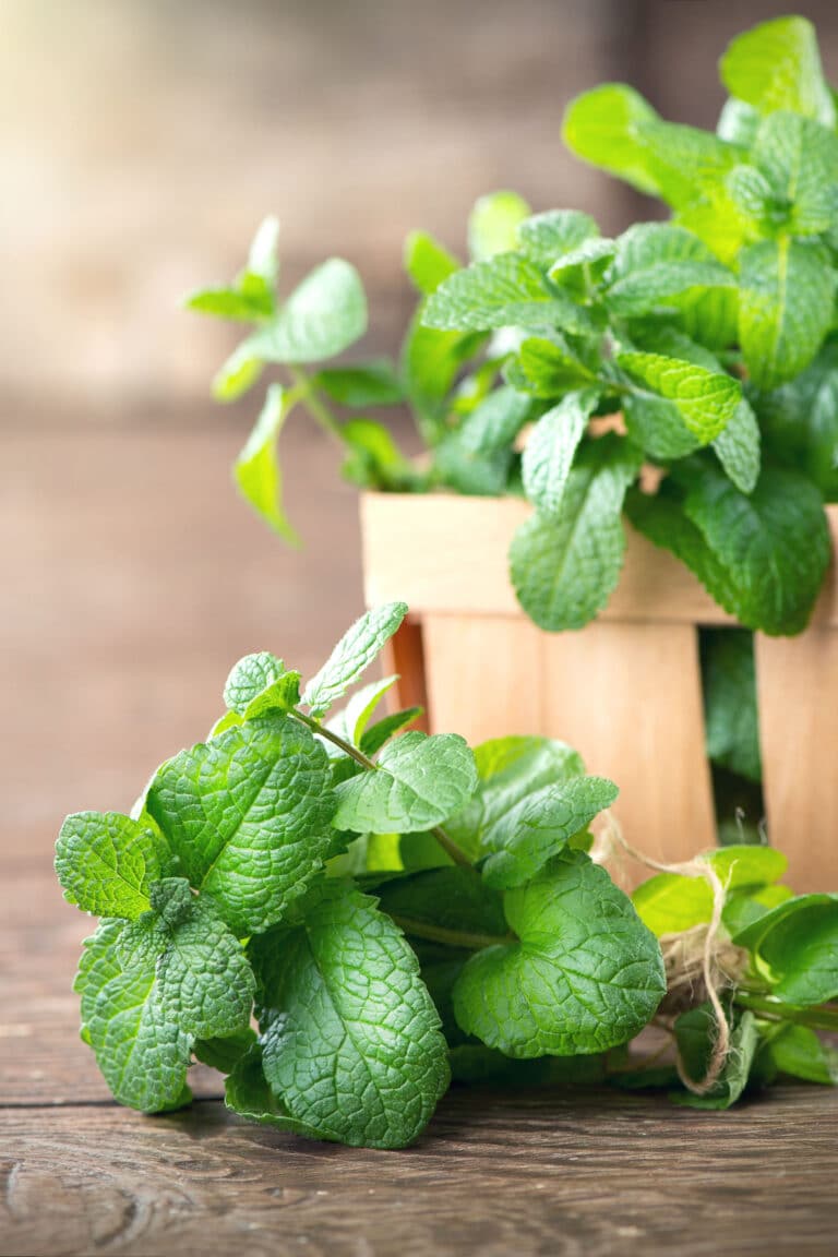 The Best Mint Companion Plants