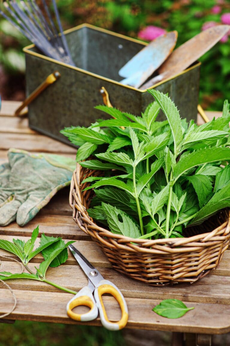 The Best Mint Companion Plants