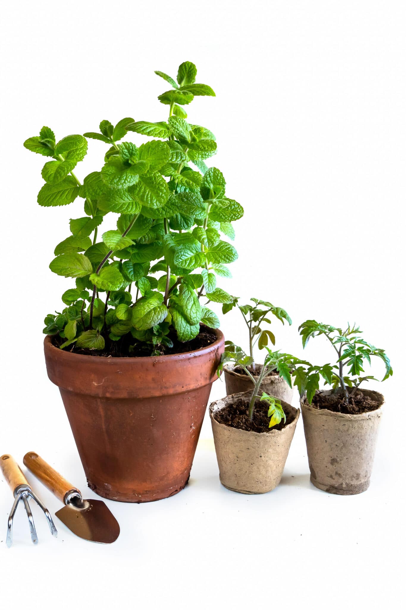 Image of Mint and basil companion planting image 4