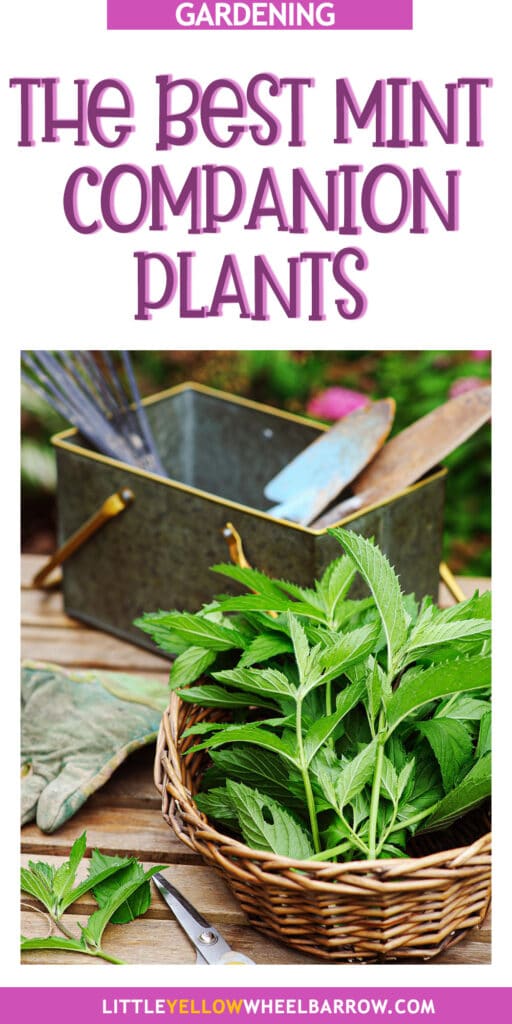 The Best Mint Companion Plants Plus An Important Warning