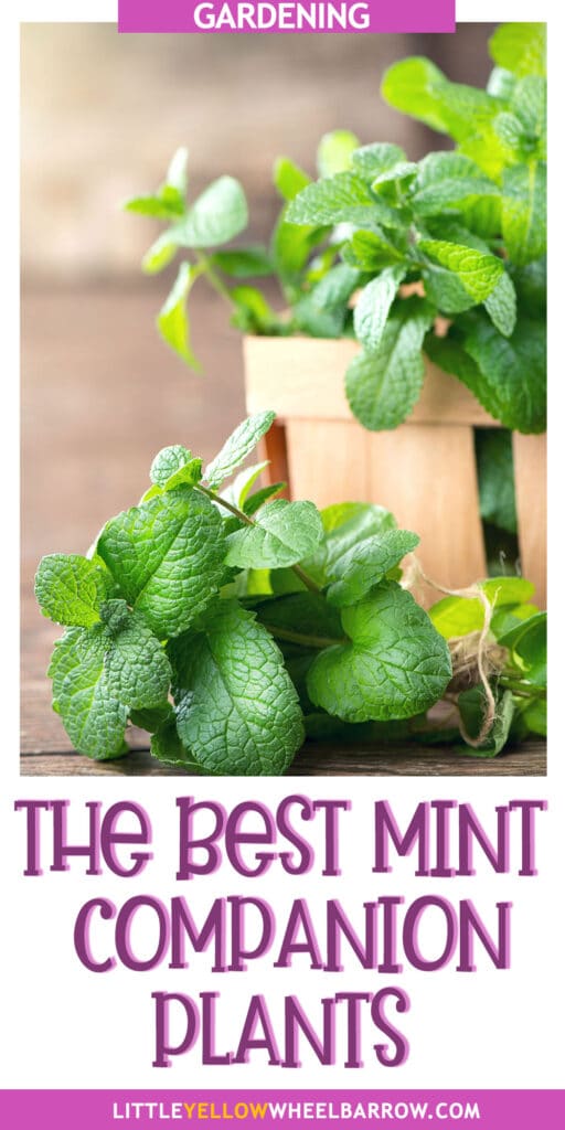 The Best Mint Companion Plants Plus An Important Warning