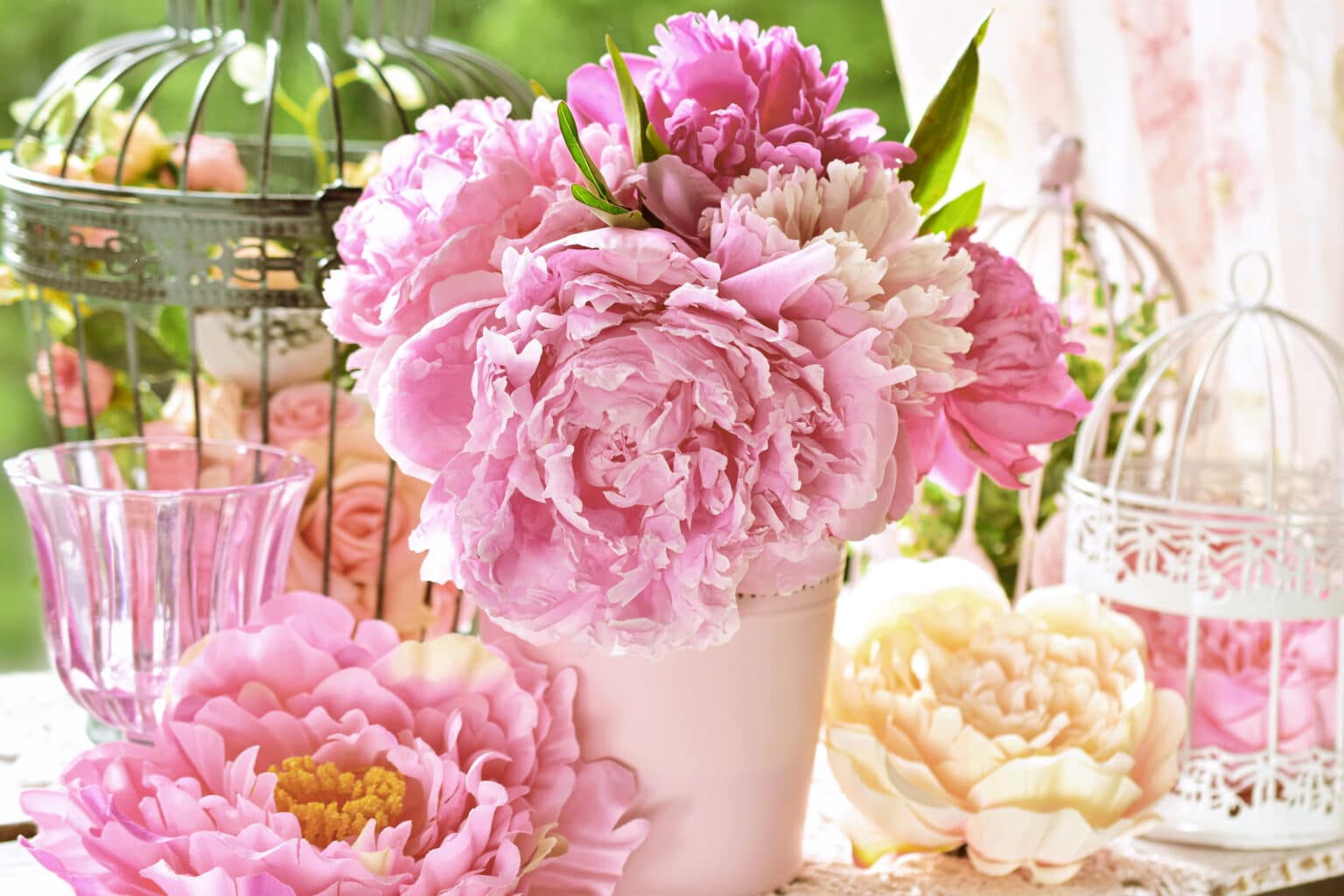 Can You Plant Peonies in the Spring?