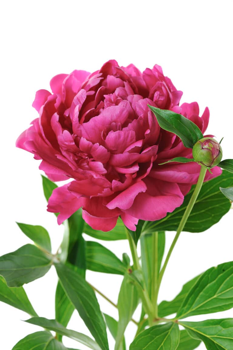 Can You Plant Peonies in the Spring?