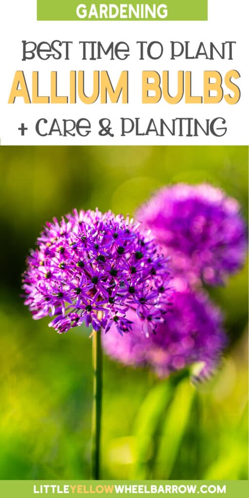 How Late Can you Plant Allium Bulbs?