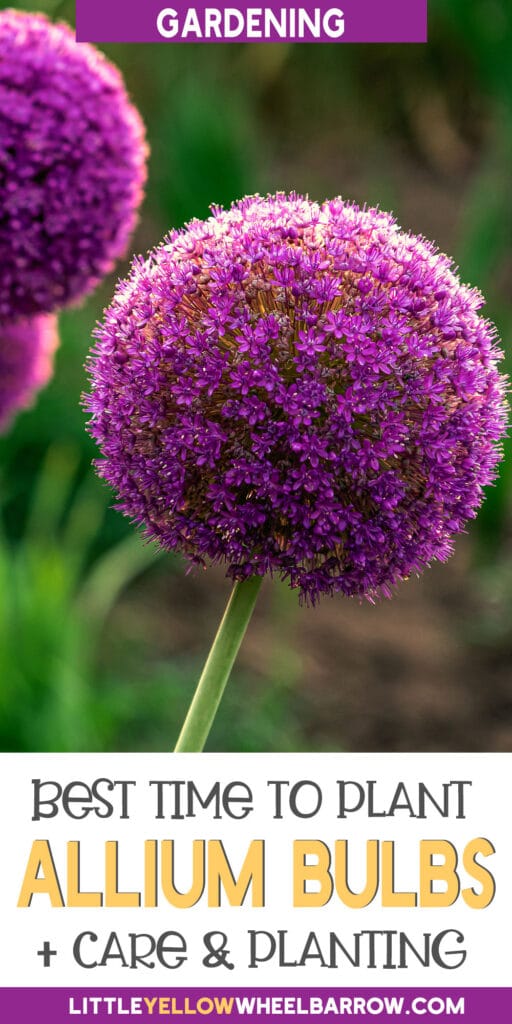 How Late Can you Plant Allium Bulbs?