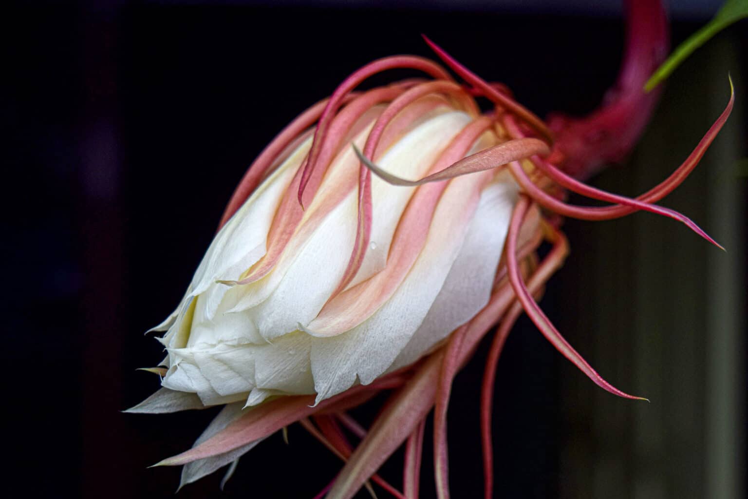 Queen of the Night Plant How to Care for Epiphyllum Oxypetalum