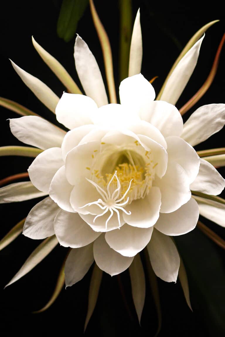 Queen of the Night Plant – How to Care for Epiphyllum Oxypetalum