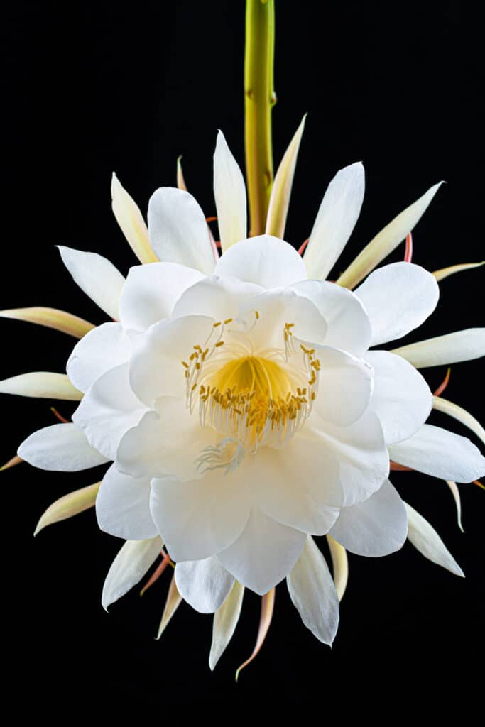 Queen of the Night Plant How to Care for Epiphyllum Oxypetalum