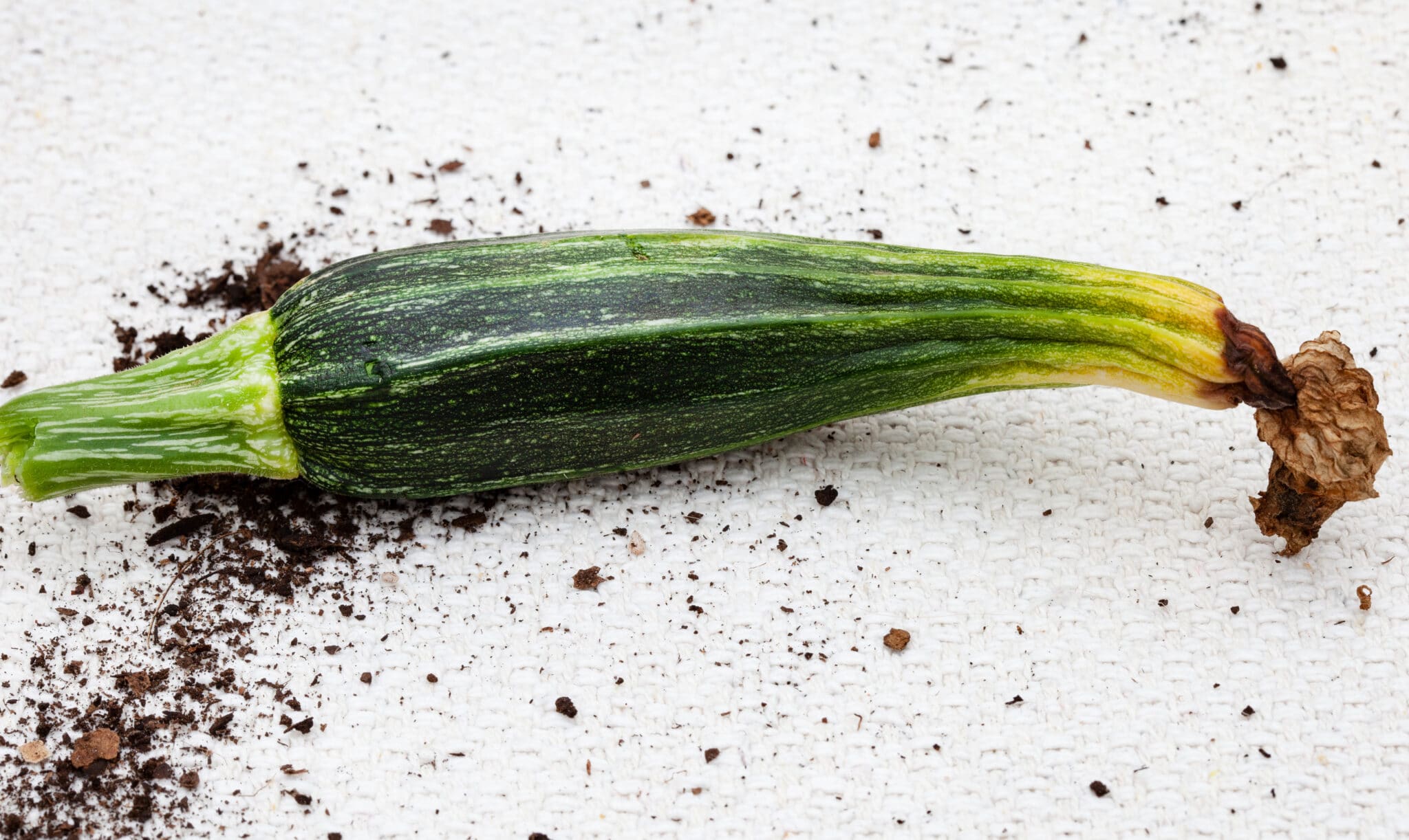 An image of a zucchini suffering from blossom end rot. The end is yellow, shriviled and turning black.
