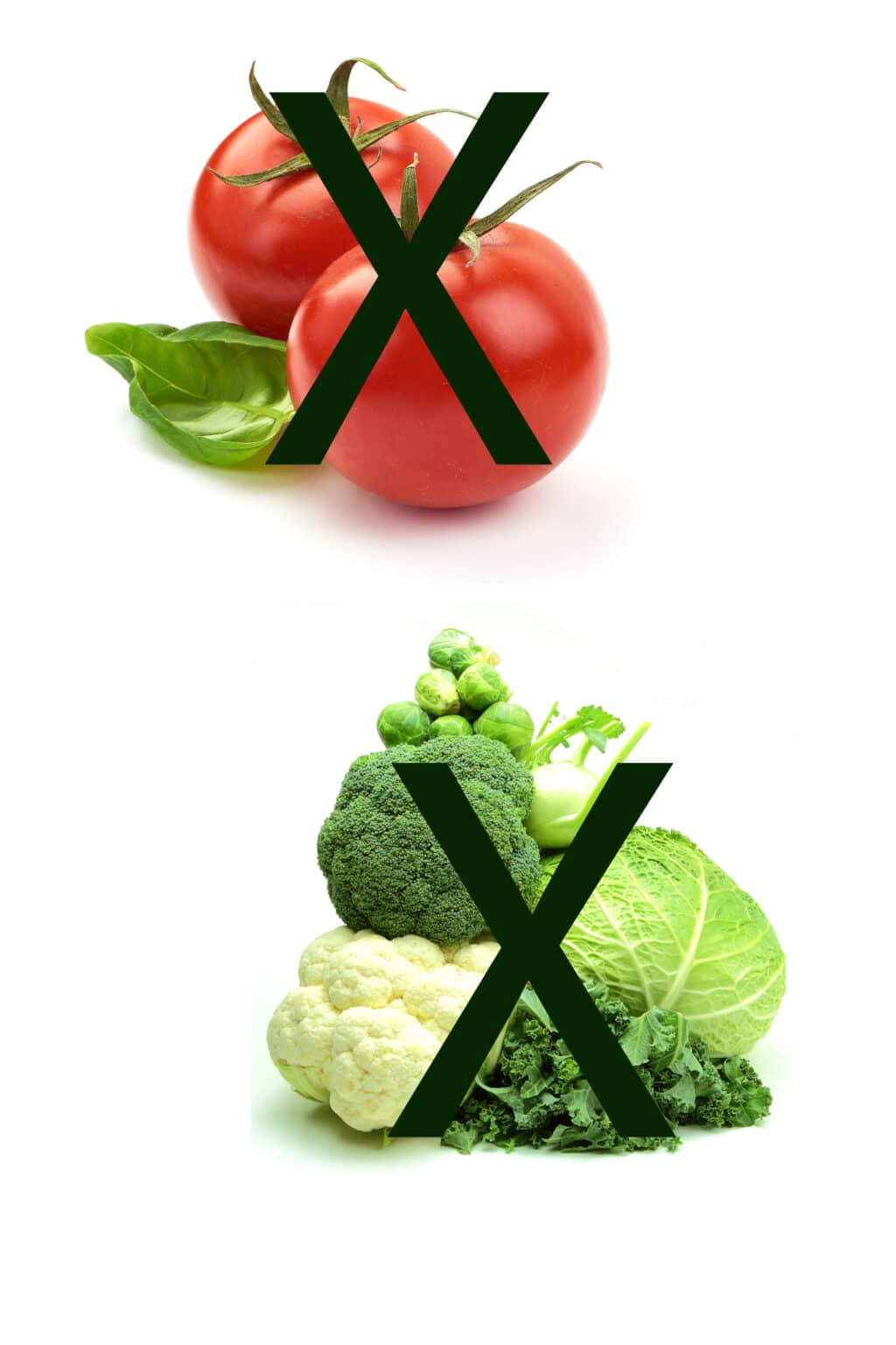 The Best Corn Companion Plants A Gardener's Guide!