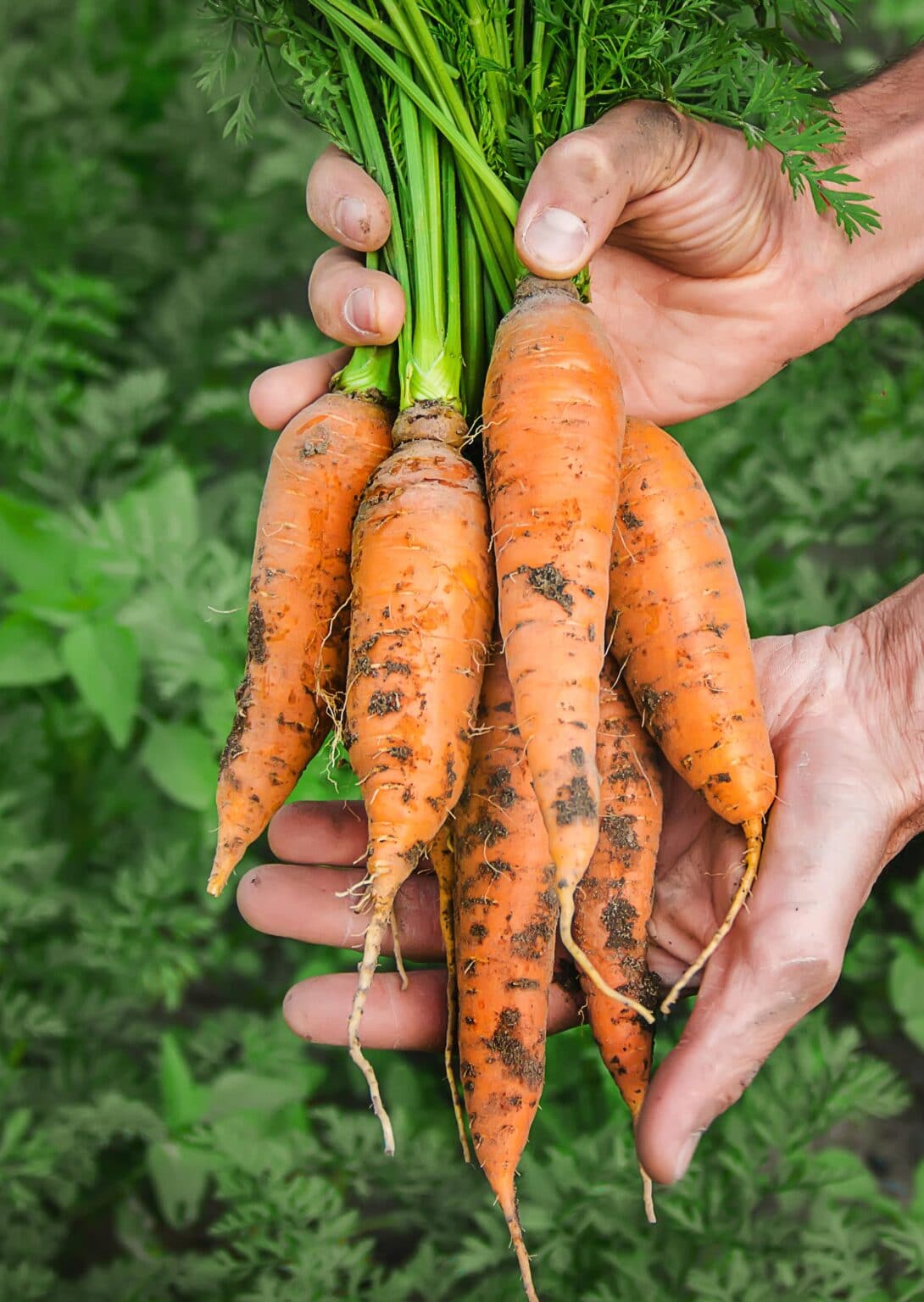 The Best Carrot Companion Plants For Your Garden