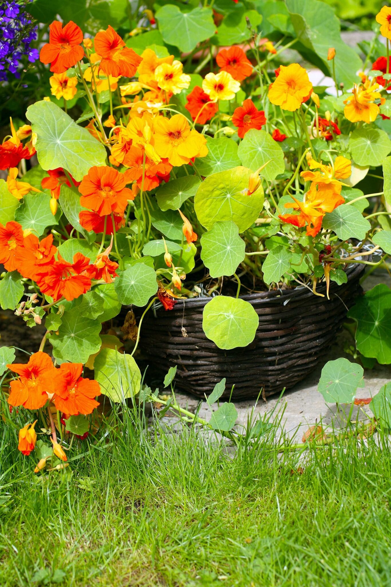 A pot of nasturiums flowers growing in the vegetable garden. The image is intended to show the types of plants that make good companions for carrots.